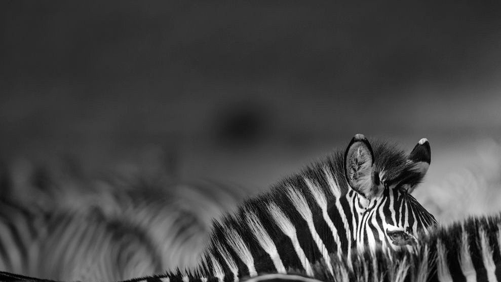 Зебры, Кения