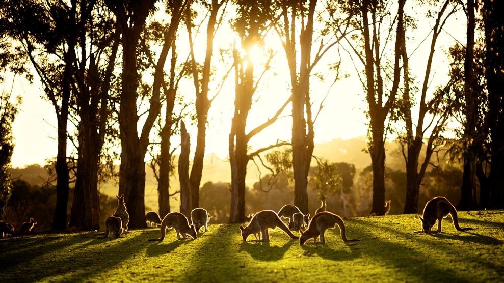 Кенгуру, Австралия