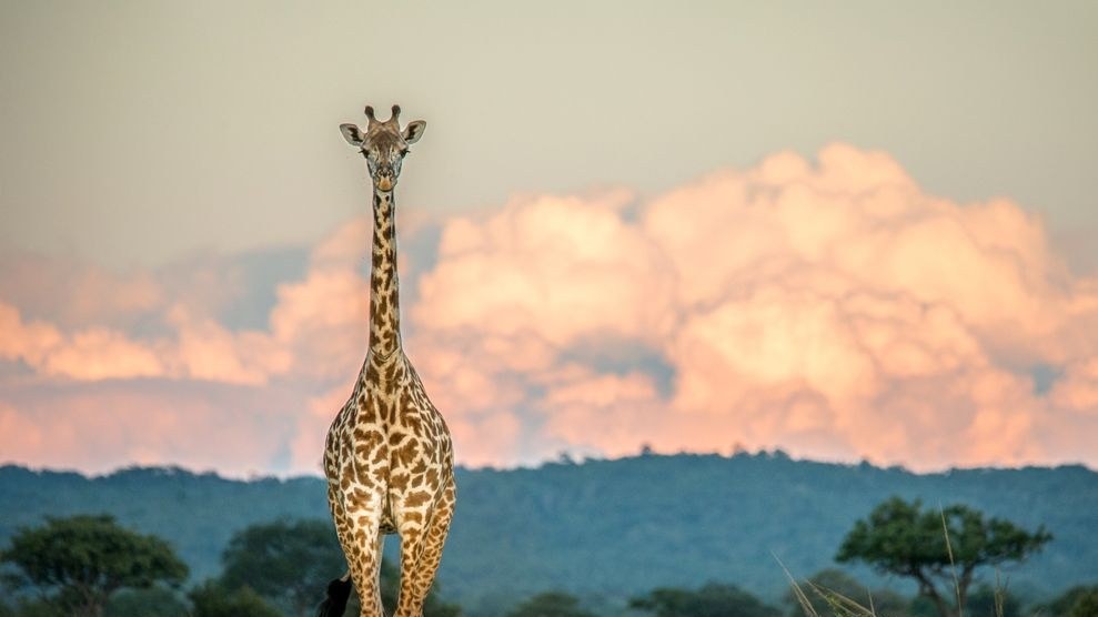 Жираф, Танзания