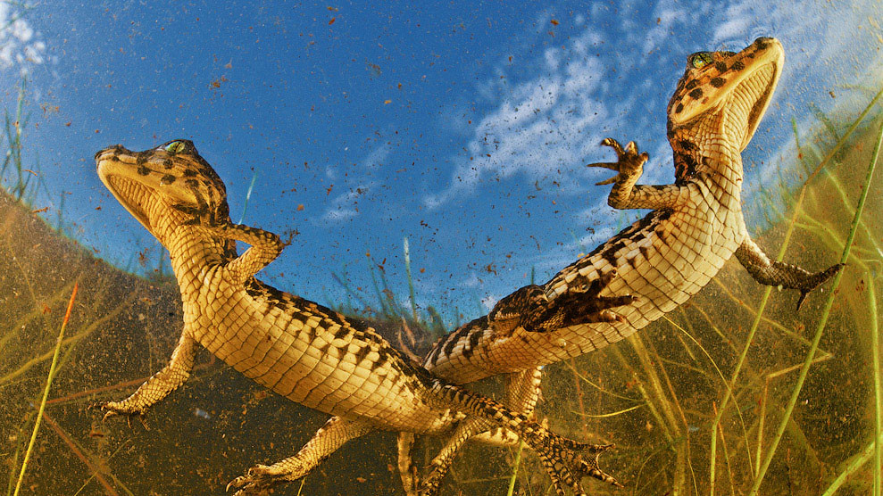 Два каймана, Бразилия