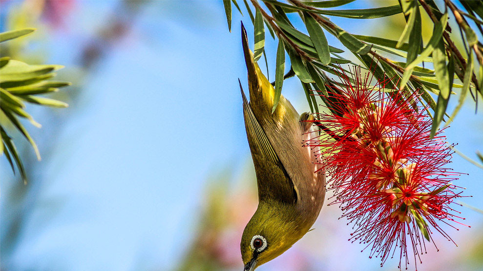 Японская белоглазка, Тайвань