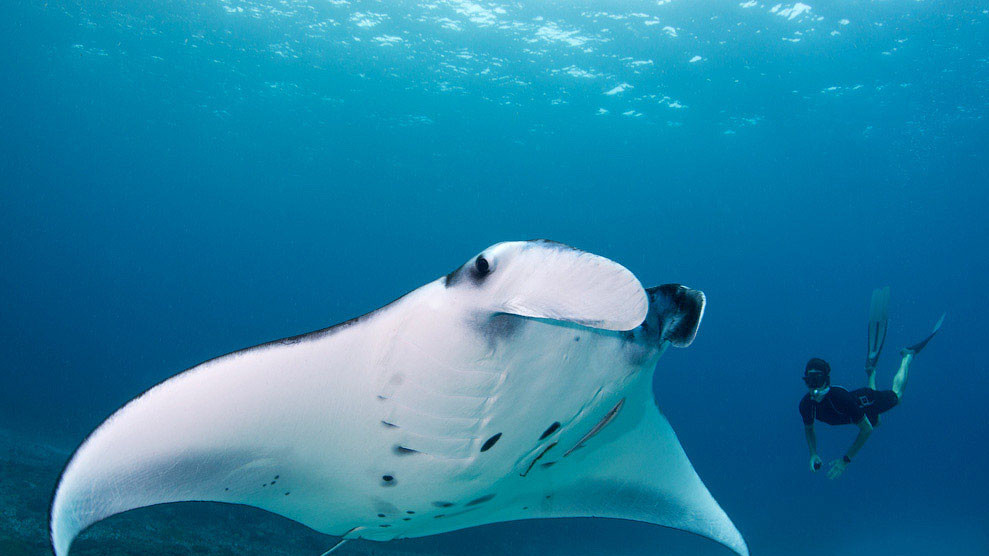 Гигантский морской дьявол, Бали