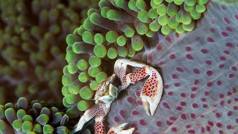 Краб анемоновый пятнистый
