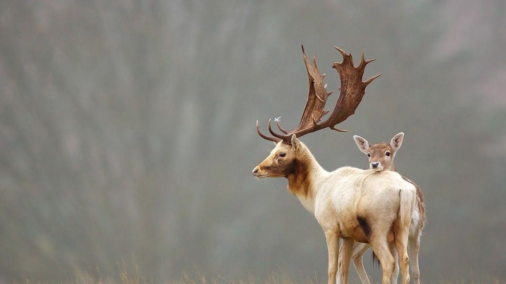 Олени, Англия
