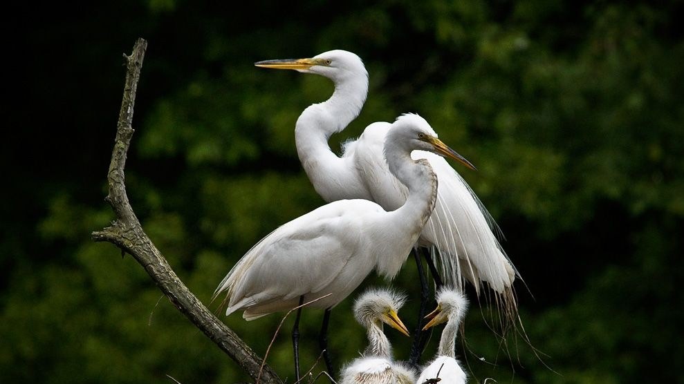 Белые цапли в гнезде