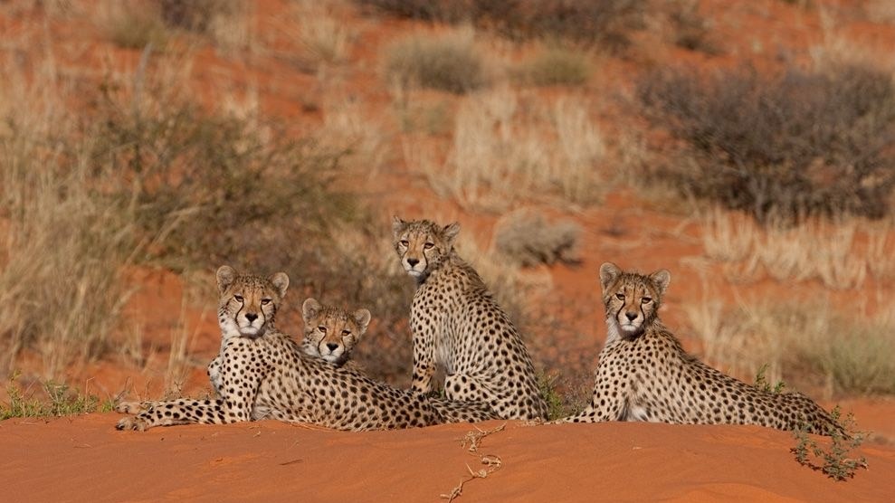 Гепарды, пустыня Калахари