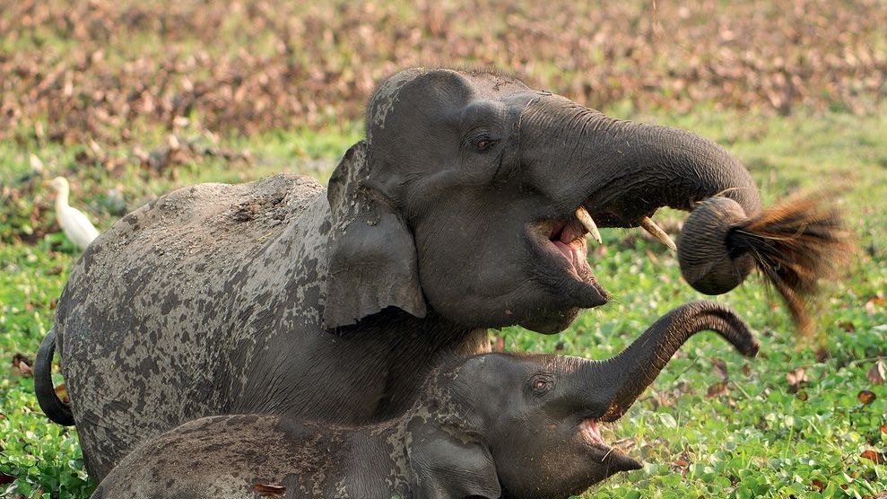 Слон и слоненок, Индия