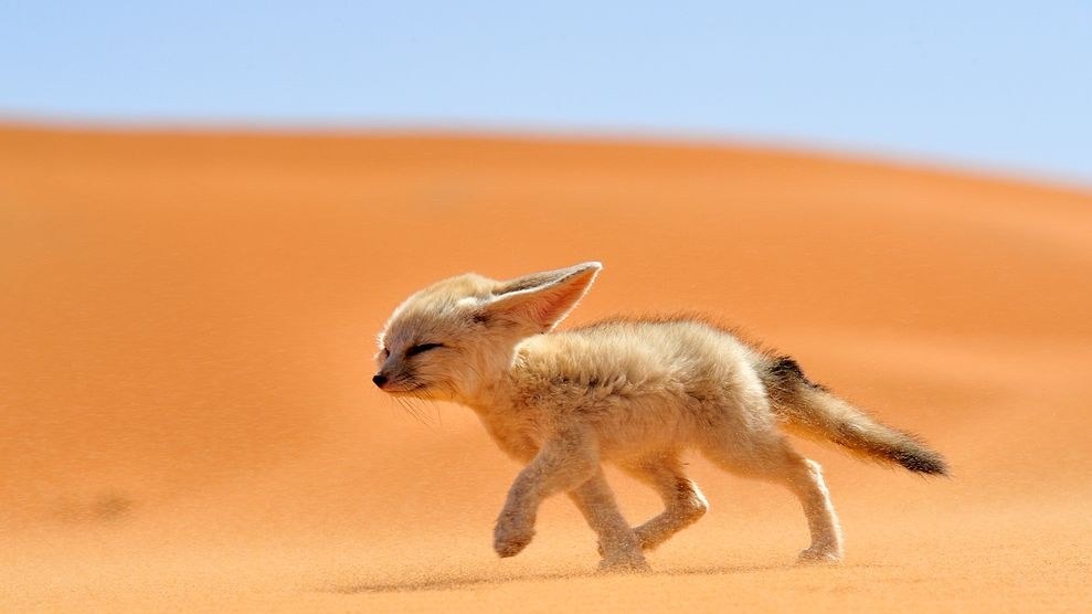 Лисенок, пустыня Сахара