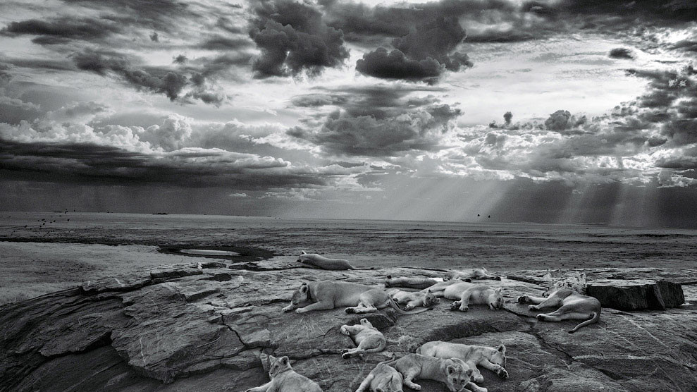 Львиный прайд, Серенгети