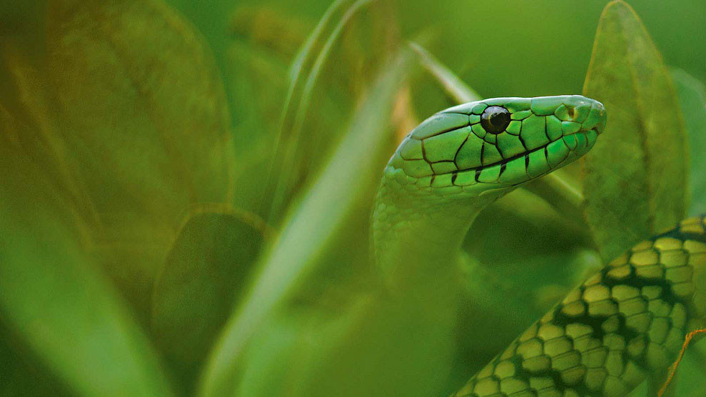 Мамба, Камерун