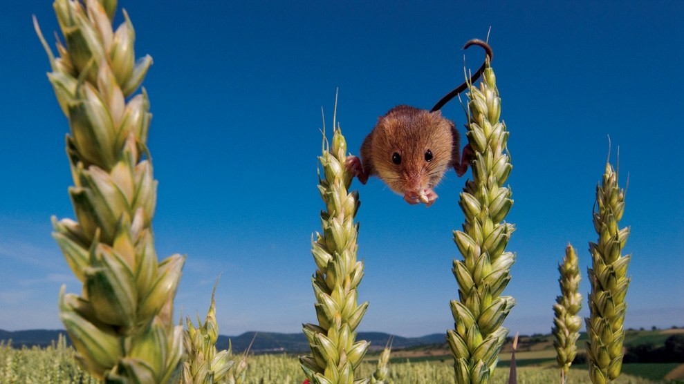 Полевая мышь, Франция