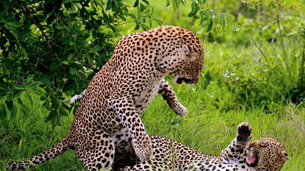 Леопарды, Ботсвана