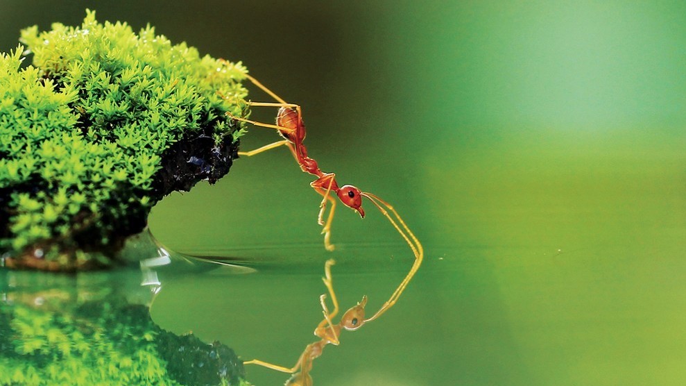 Муравей, Индонезия