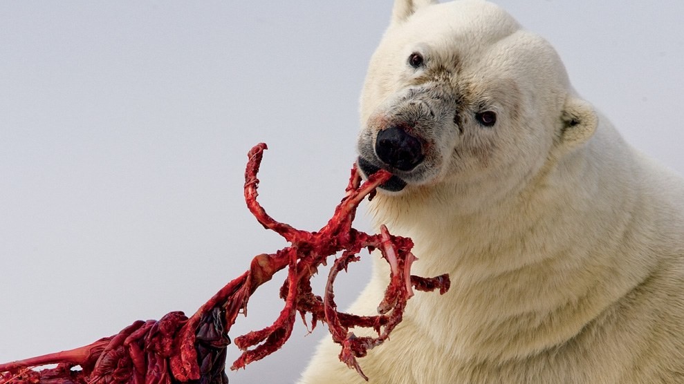 Белый медведь, Норвегия