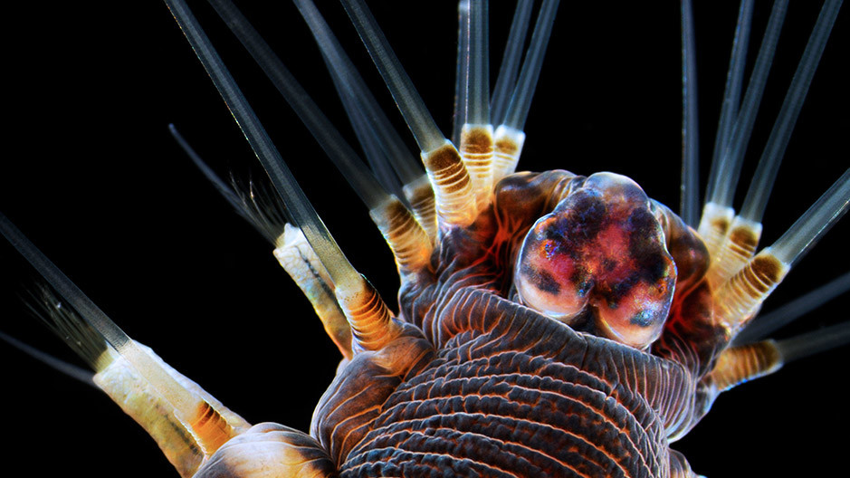 Третье место. Морской червь