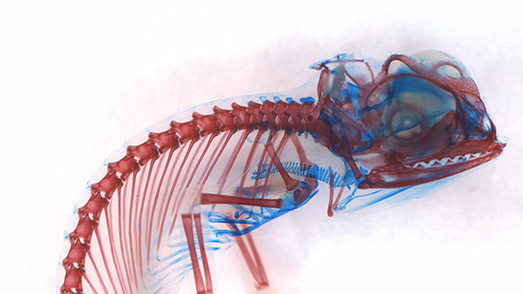 Эмбрион хамелеона