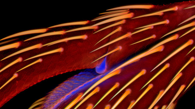 Лапка божьей коровки