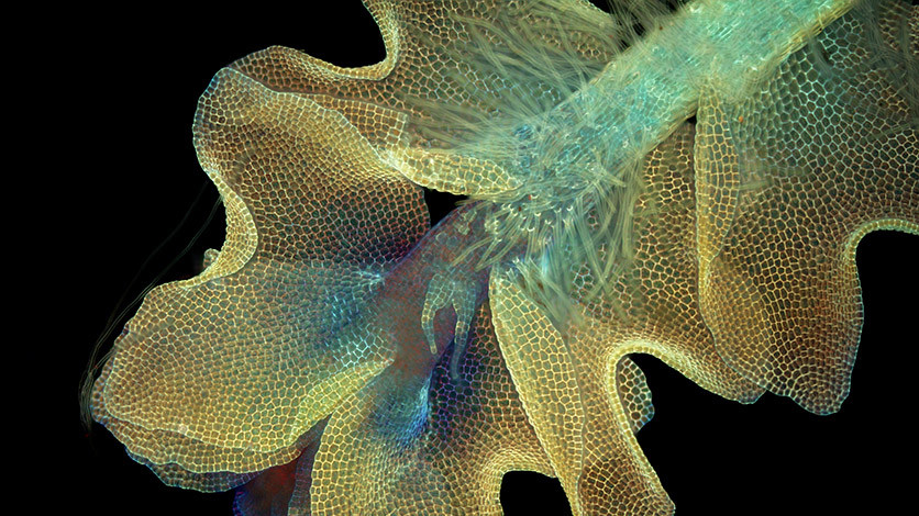 Печеночный мох Barbilophozia и цианобактерия (слева внизу) под ультрафиолетом