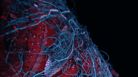 Насекомое (красное) в паутине (синее)