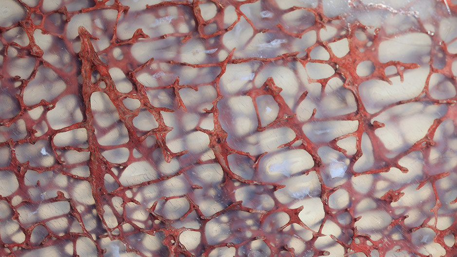 Фрагмент кости динозавра (поперечное сечение) в агате