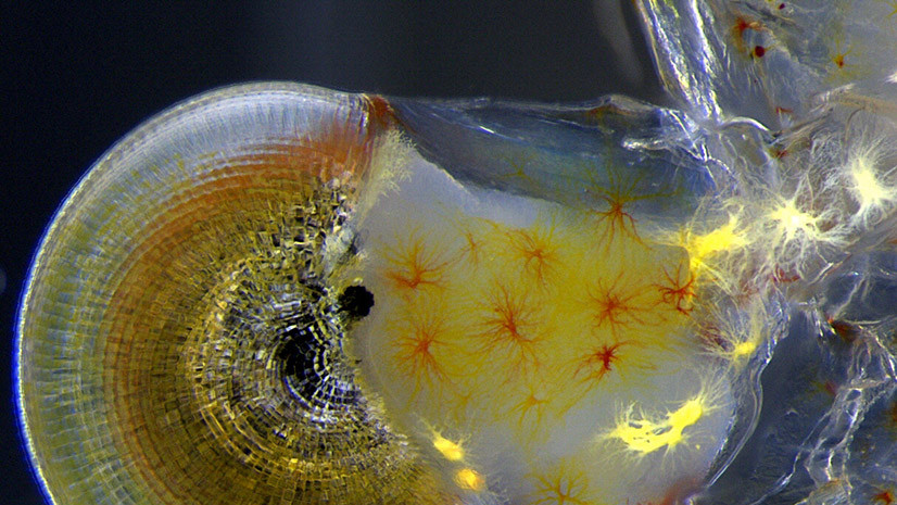 Глаз улитки рода Macrobrachium