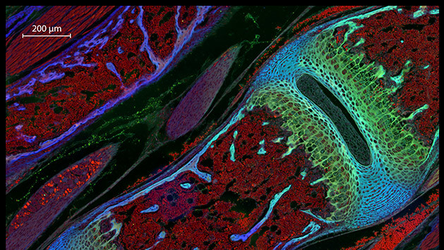Позвонки мыши в разрезе