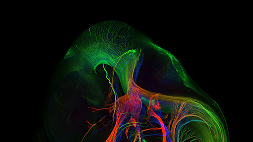Периферийная нервная система в мышином эмбрионе