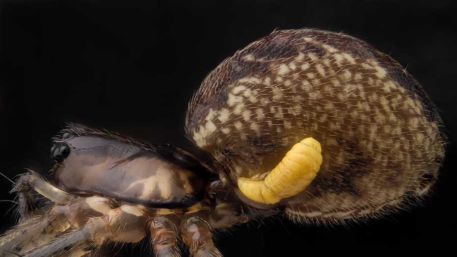 Паук Pityohyphantes phrygianu с личинкой осы-паразита под брюхом