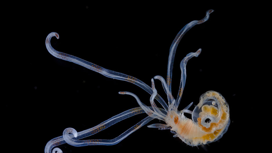 Личинка кольчатого червя