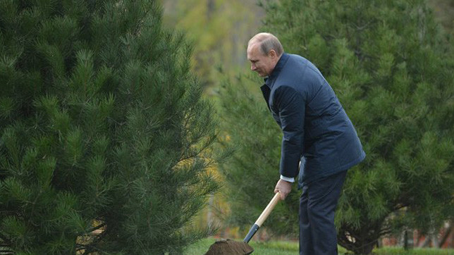 На аллее почётных гостей будут расти пышные сосны.