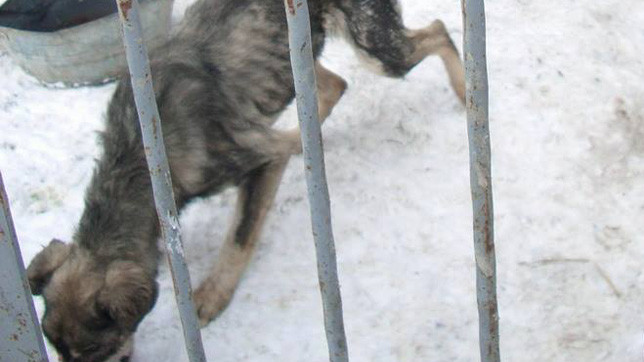 Собаки в приюте живут в ужасных условиях.