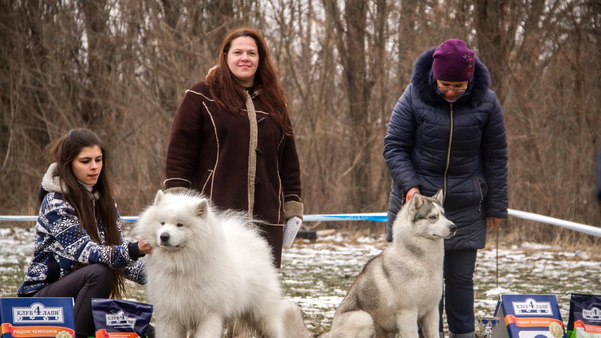 Доброзичливі собаки були раді увазі людей