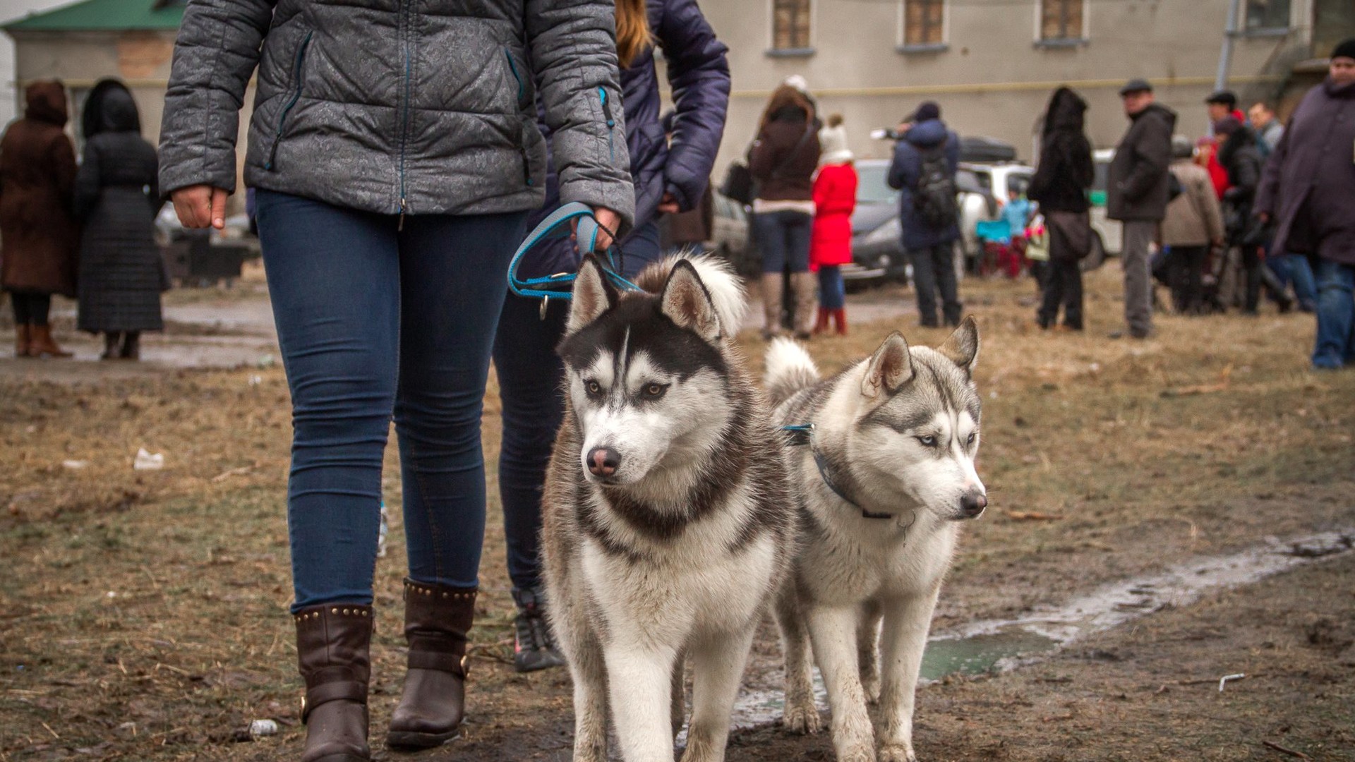 Доброзичливі собаки були раді увазі людей