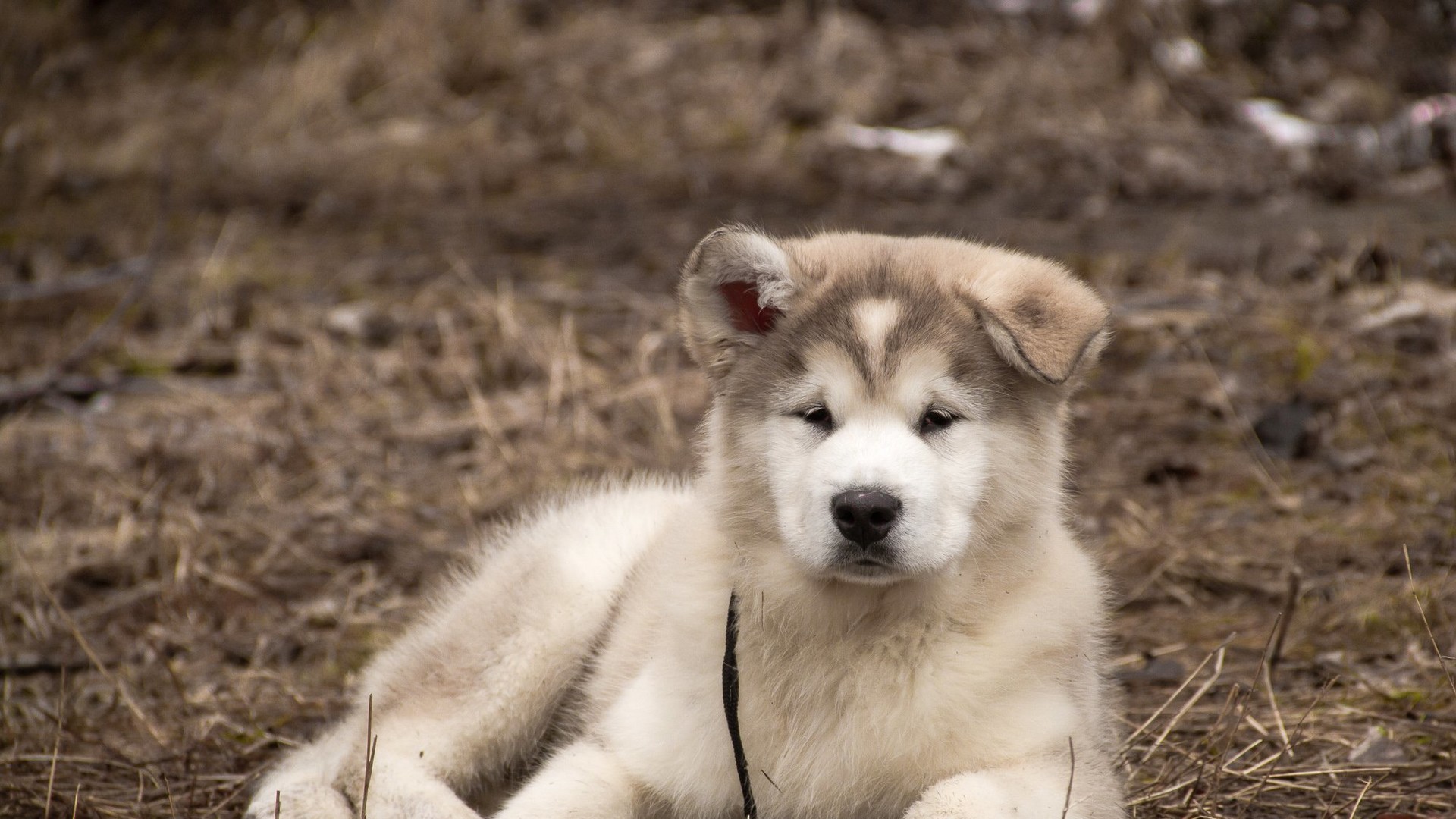 Доброзичливі собаки були раді увазі людей