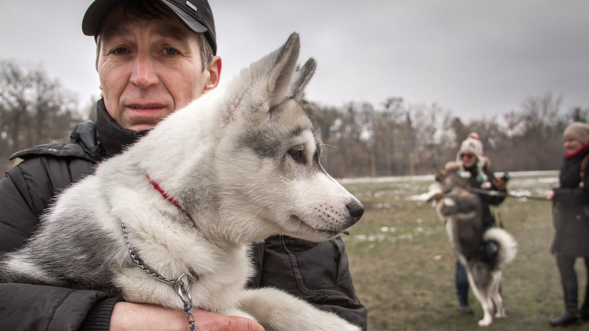 Доброзичливі собаки були раді увазі людей