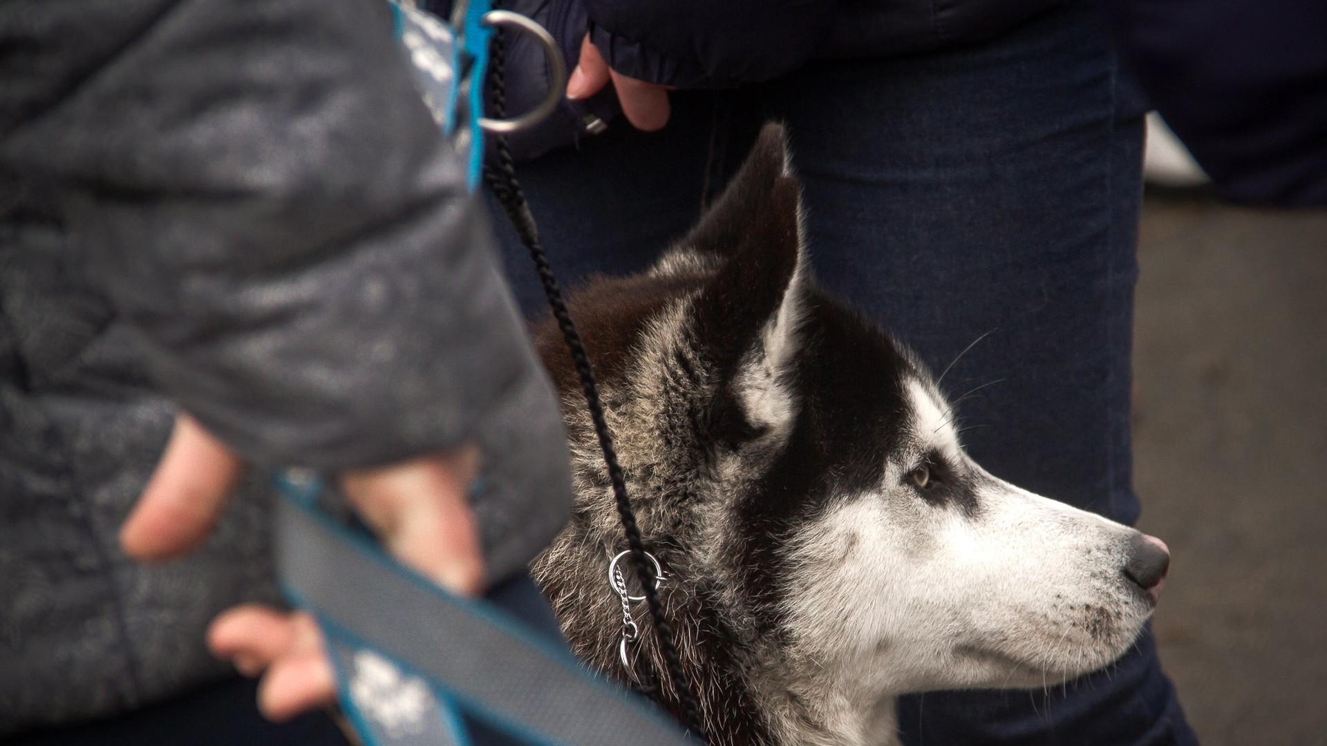 Доброзичливі собаки були раді увазі людей