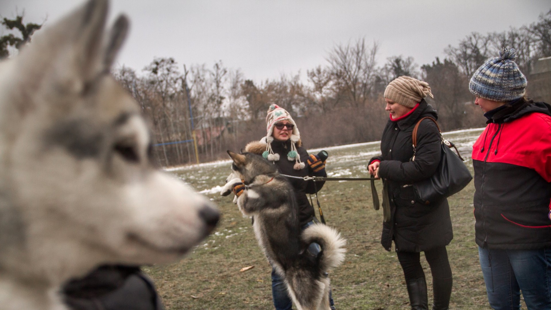 Доброзичливі собаки були раді увазі людей