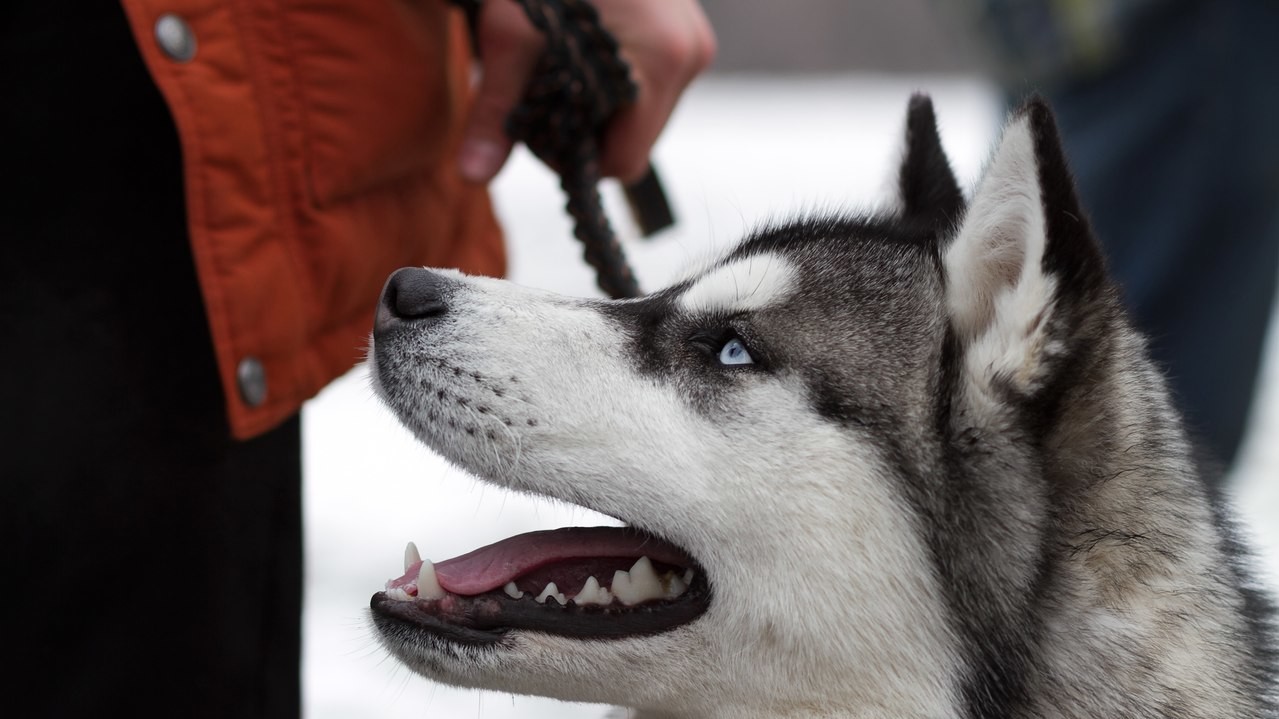 Доброзичливі собаки були раді увазі людей