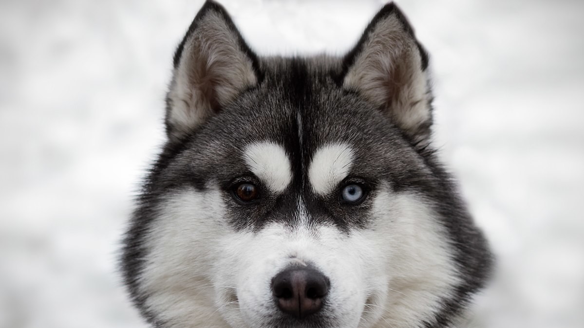 Доброзичливі собаки були раді увазі людей