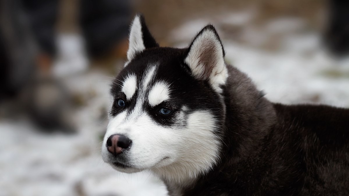 Доброзичливі собаки були раді увазі людей