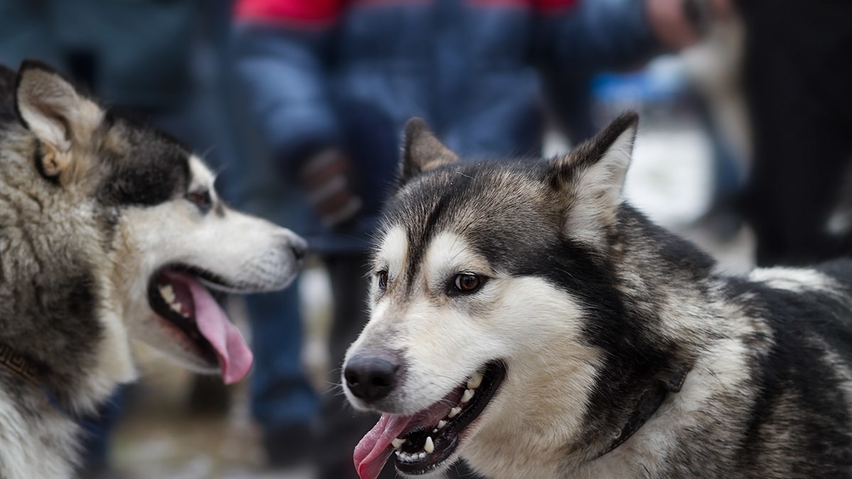 Доброзичливі собаки були раді увазі людей
