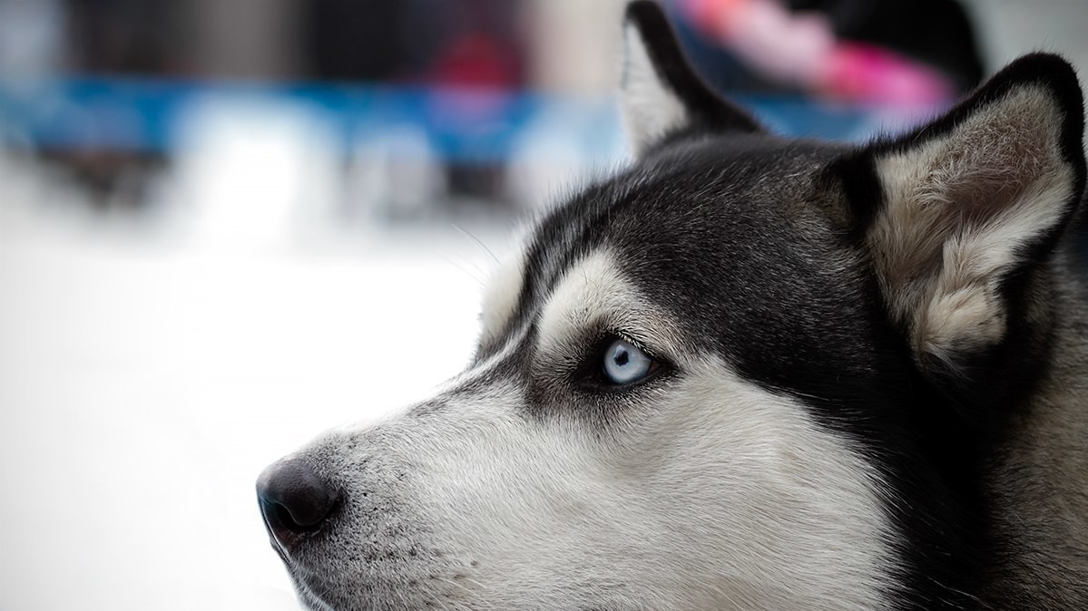 Доброзичливі собаки були раді увазі людей