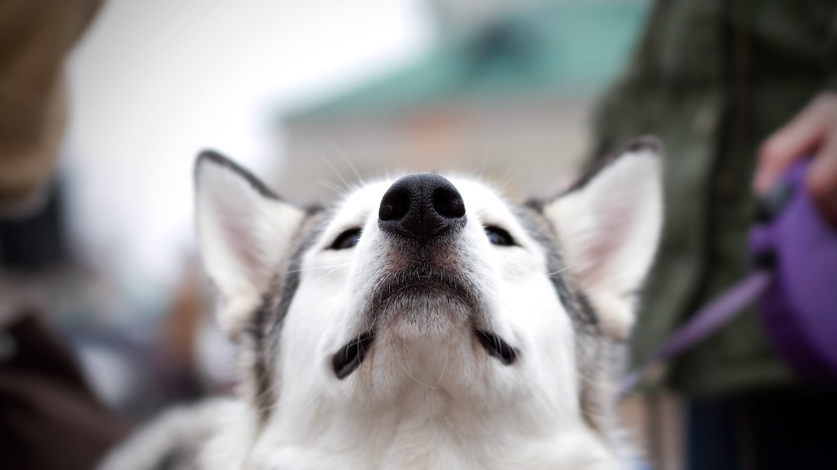 Доброзичливі собаки були раді увазі людей