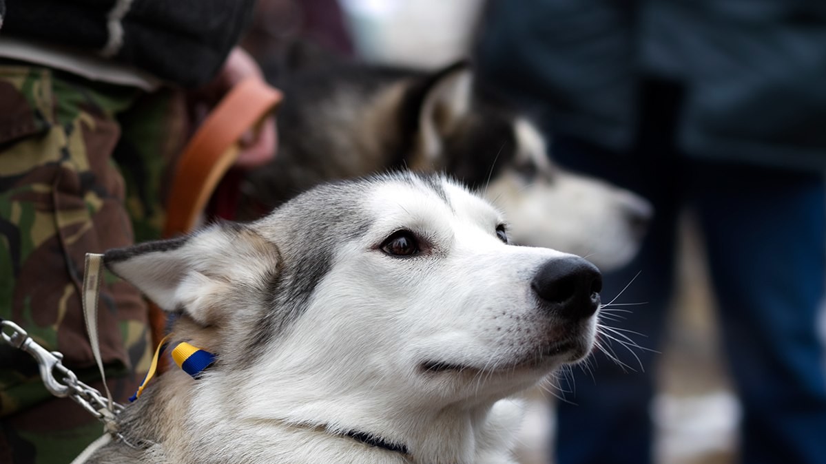 Доброзичливі собаки були раді увазі людей