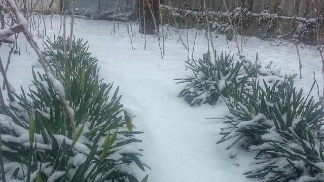 Неожиданный снег в марте удивил жителей Крыма