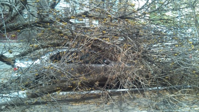 Последствия урагана в Киеве