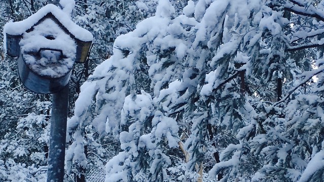 Австралия под снегом