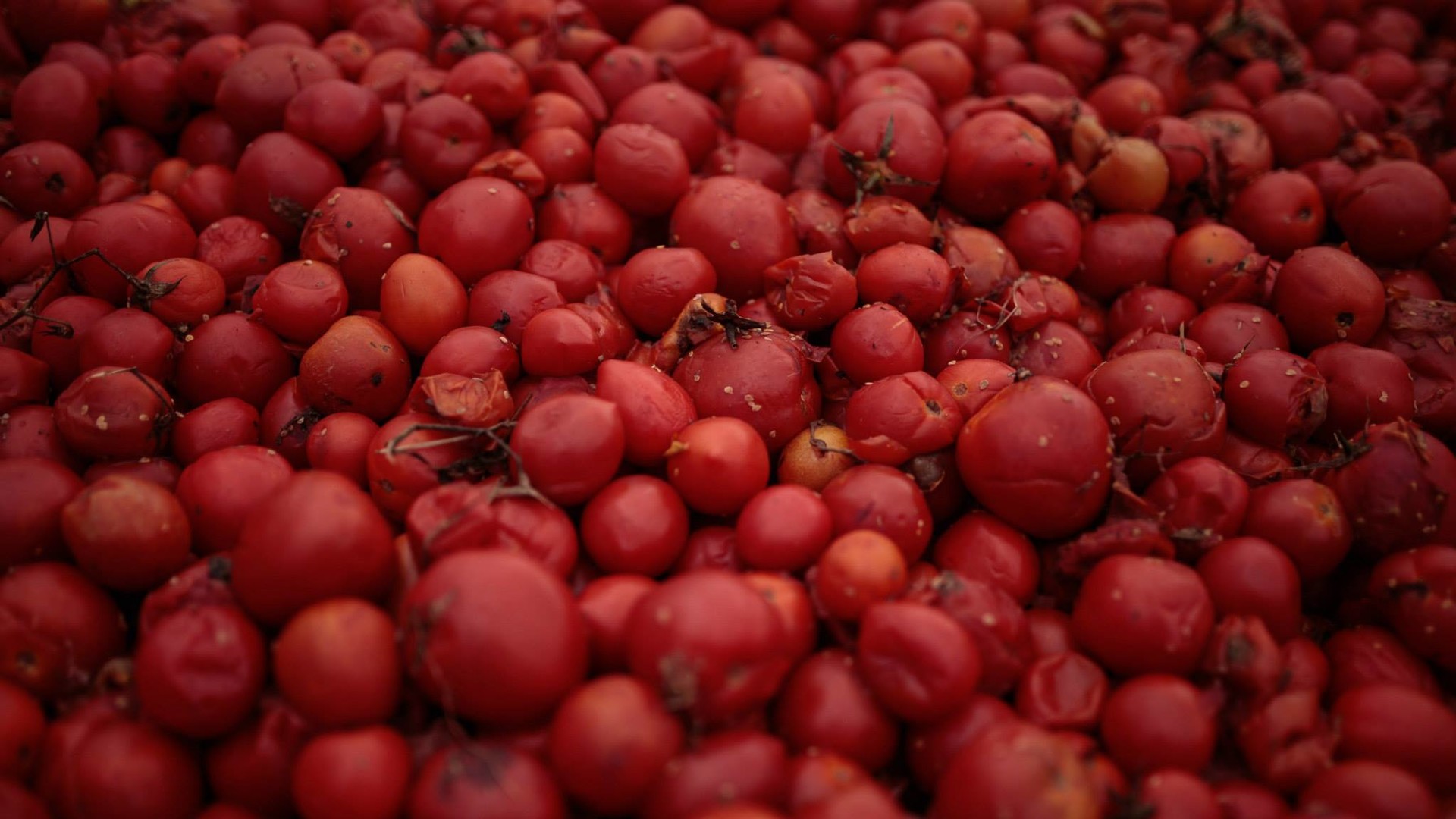 Під час битви учасники закидають один одного помідорами