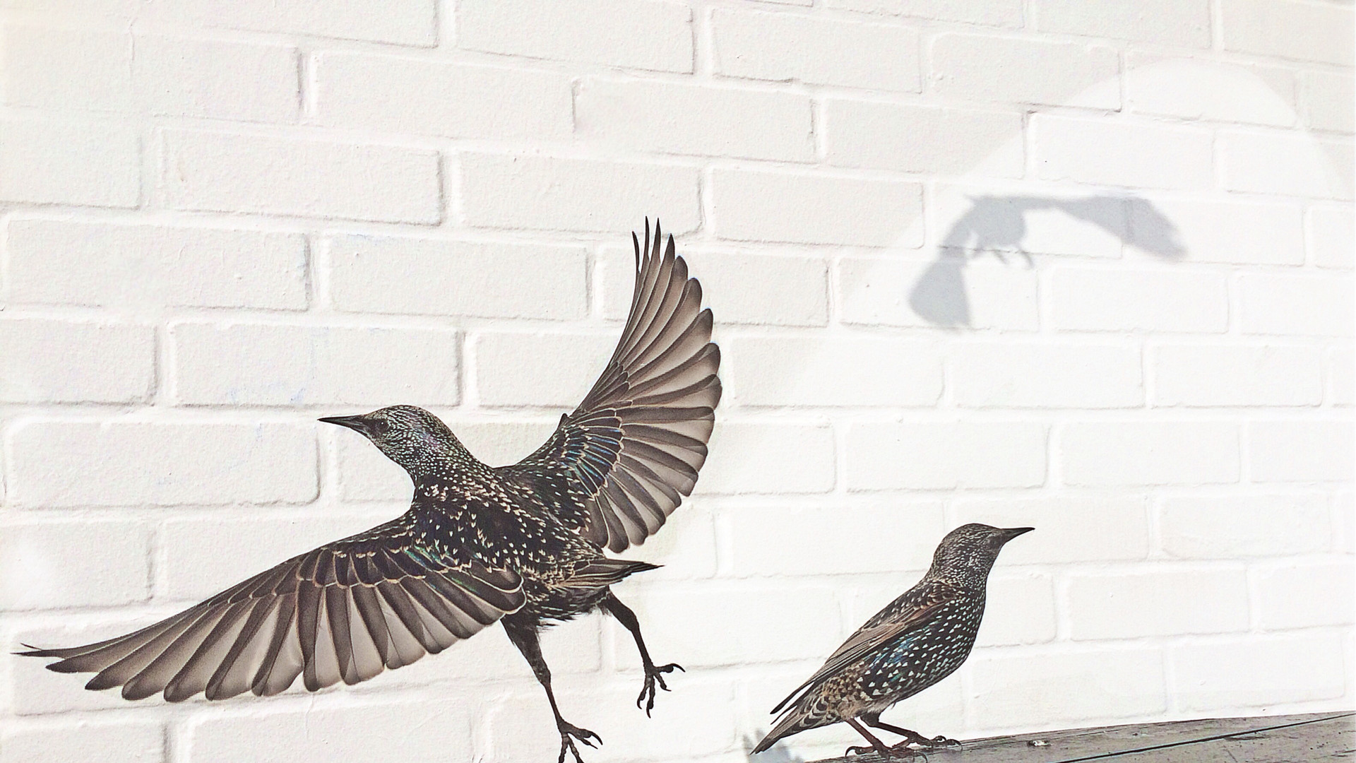 2 місце. David Craik 
Surrey, United Kingdom