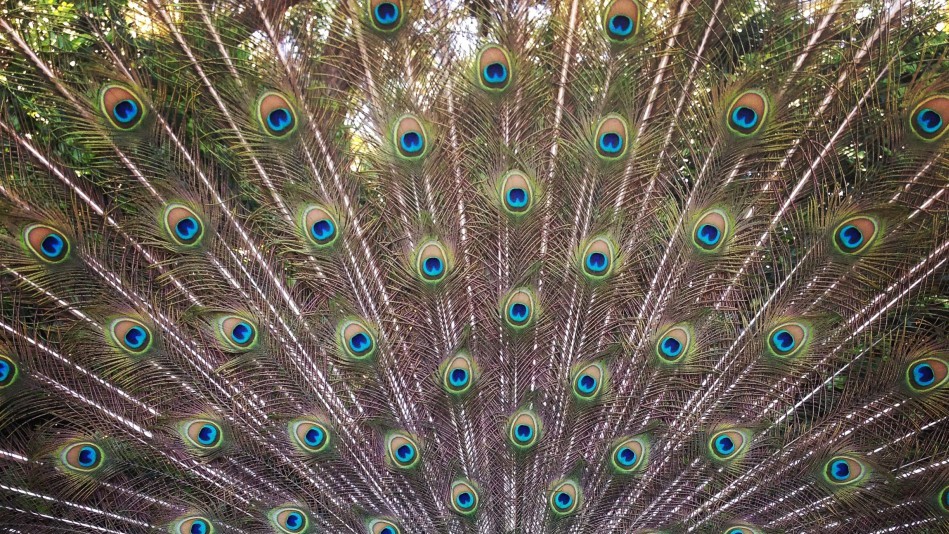 Лауреатами конкурсу стали 57 фотографів з різних країн